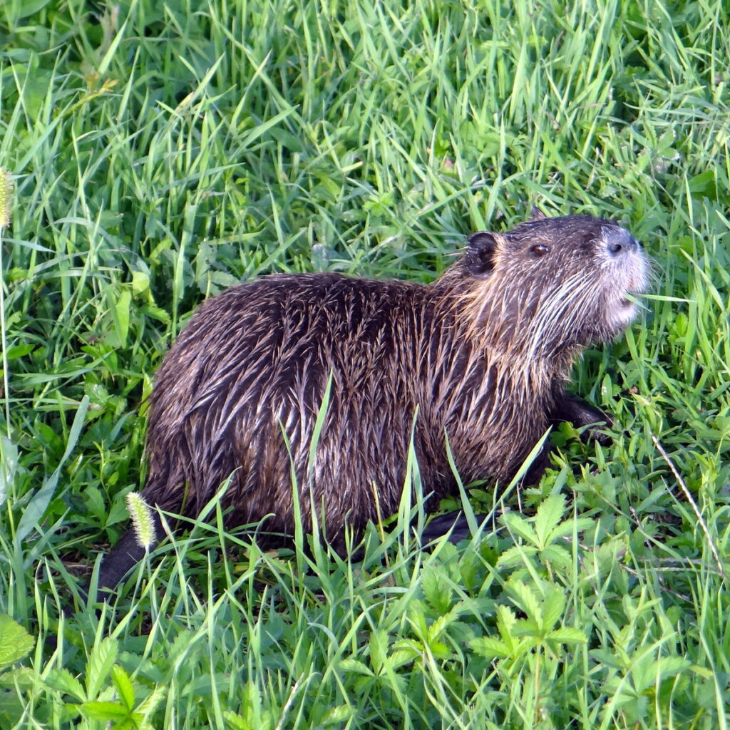 1200px-Nutria_Ifroz