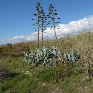 AGAVE