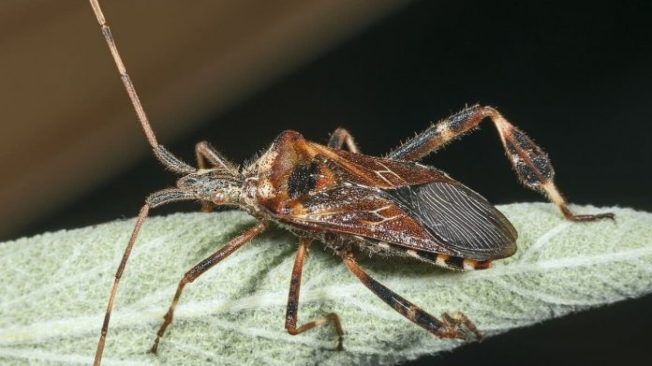 Leptoglossus_occidentalis_MHNT-696x452