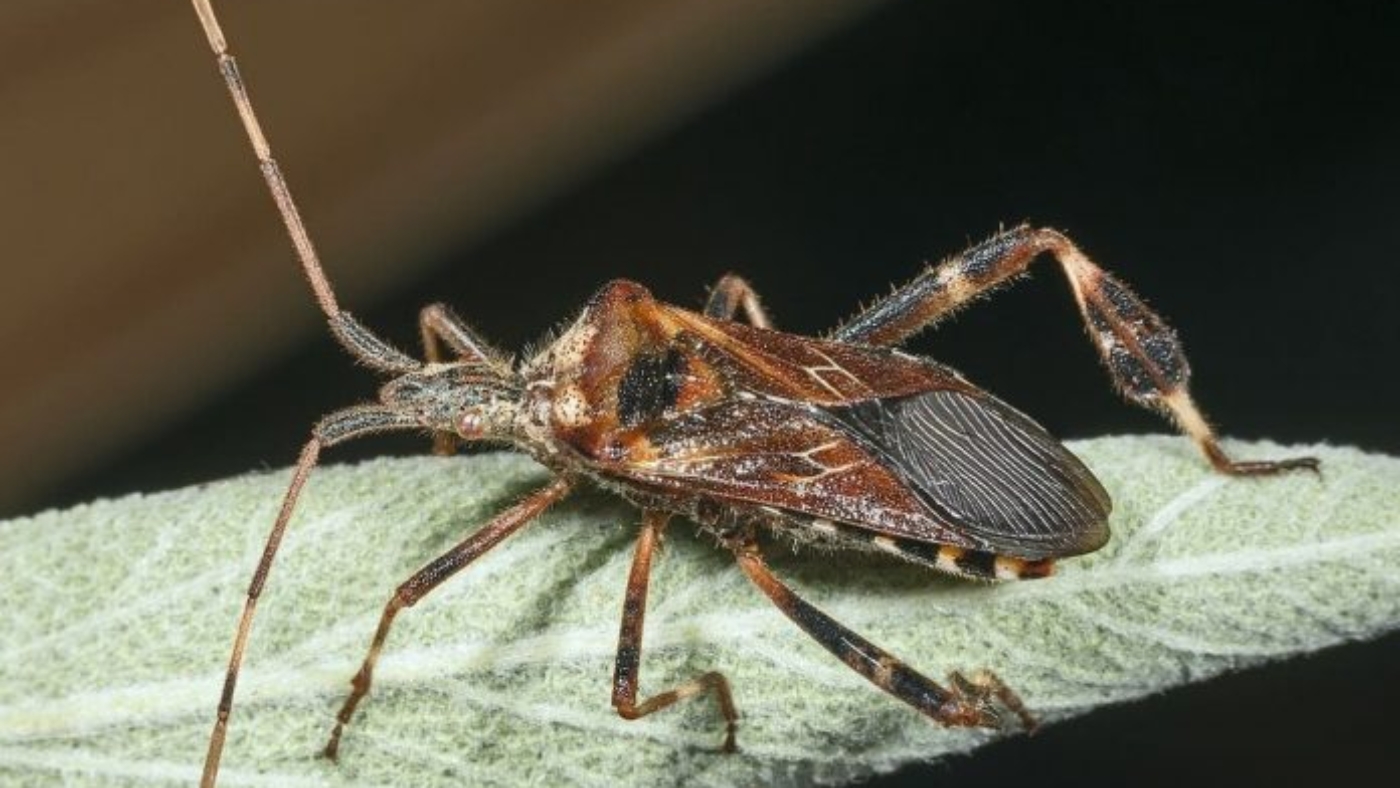 Leptoglossus_occidentalis_MHNT-696x452