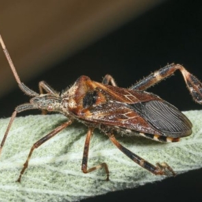 Leptoglossus_occidentalis_MHNT-696x452