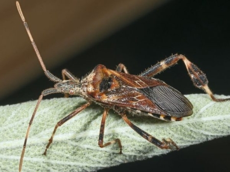 Leptoglossus_occidentalis_MHNT-696x452