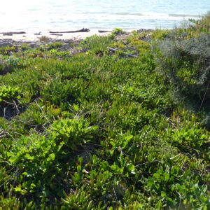 Mesembryanthemum acinaciformis