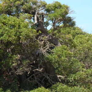 Phillyrea angustifolia - esemplare centenario