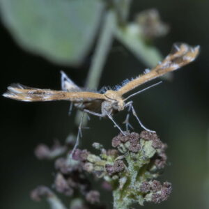 Megalorhipida leucodactylus 2 (Salvatore Brunetti)