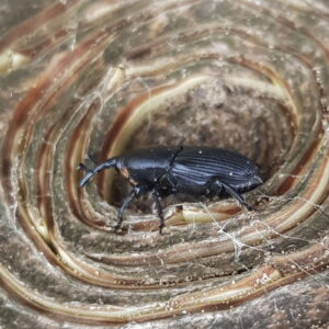 Scyphophorus acupunctatus_Punteruolo nero dell'agave (Riserva Irminio) (Foto Salvatore Brunetti)