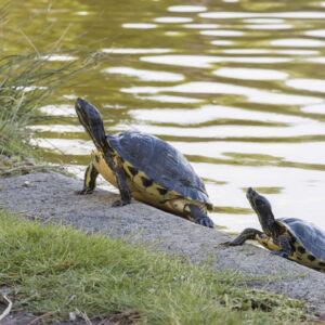 Trachemys scripta 2 (Salvatore Brunetti)