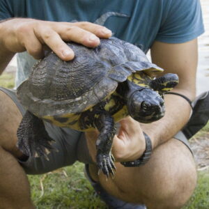 Trachemys scripta (Salvatore Brunetti)