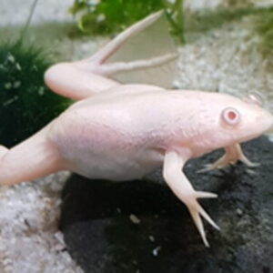 Xenopus laevis 2 giovane in allevamento (foto Salvatore Brunetti)